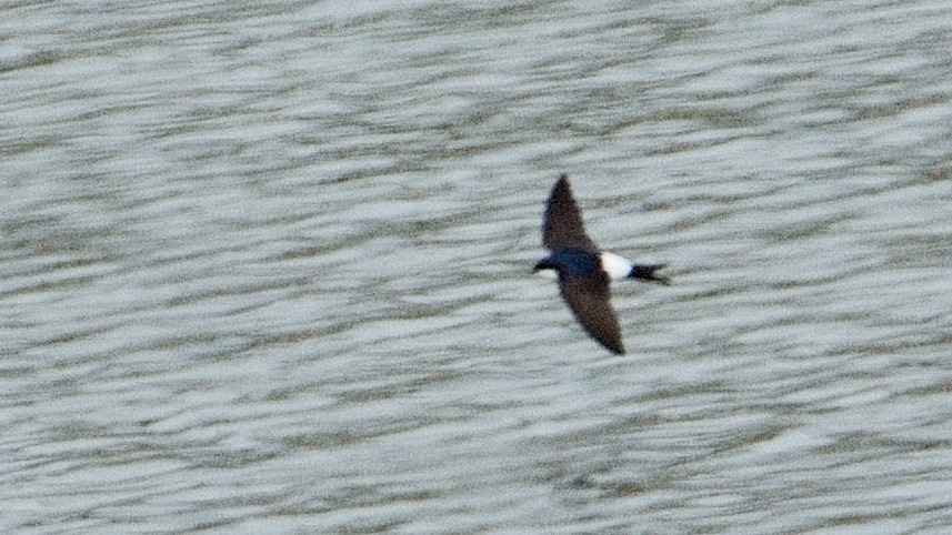Common House-Martin